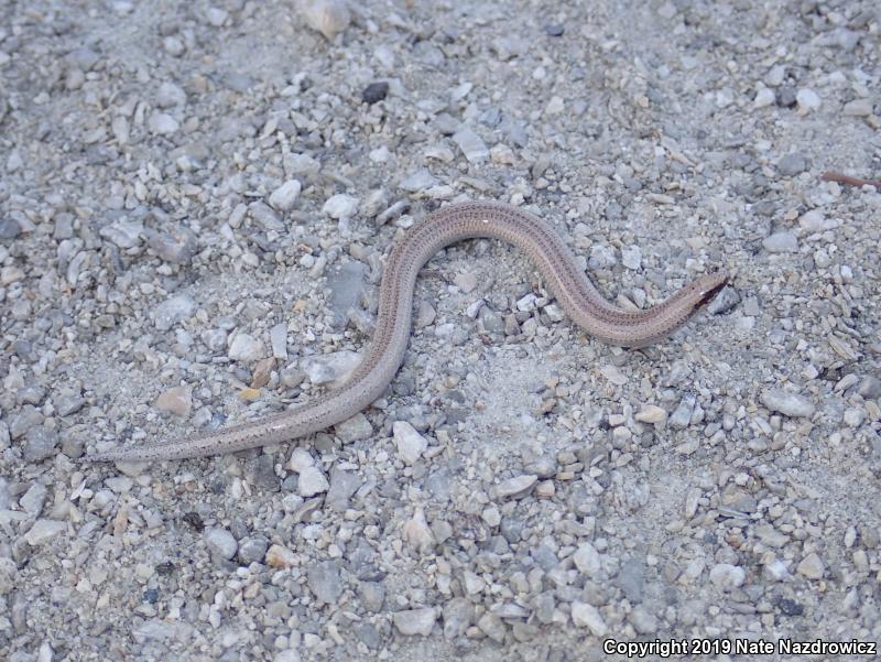 Sand Skink (Plestiodon reynoldsi)