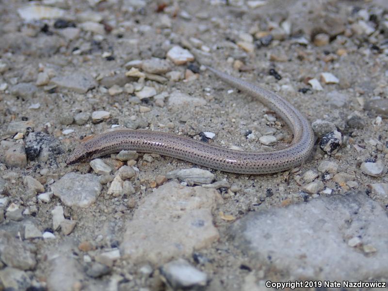 Sand Skink (Plestiodon reynoldsi)