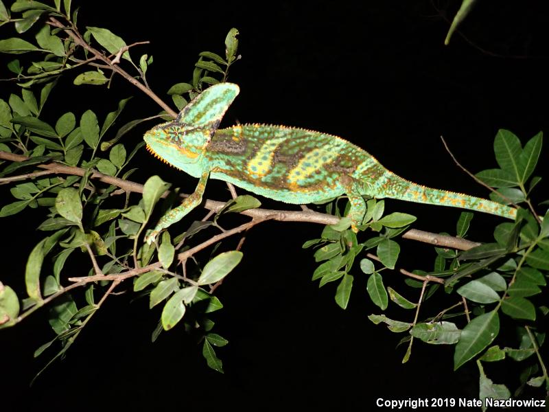 Veiled Chameleon (Chamaeleo calyptratus)