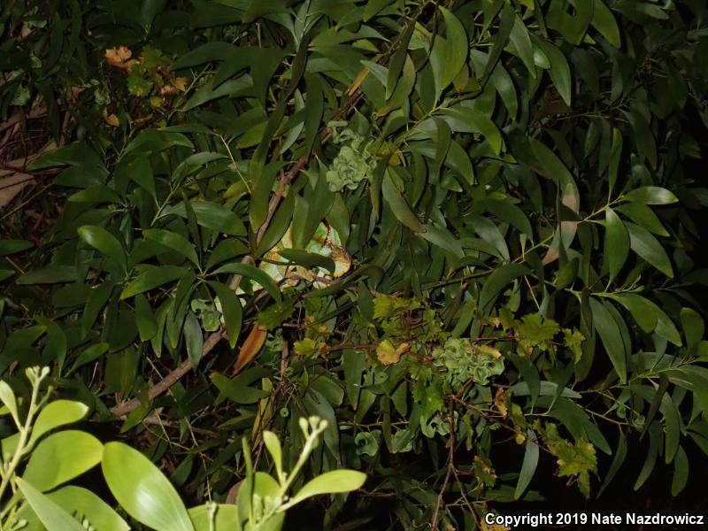 Veiled Chameleon (Chamaeleo calyptratus)