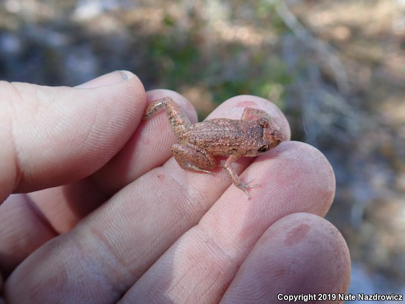 Greenhouse Frog (Eleutherodactylus planirostris)