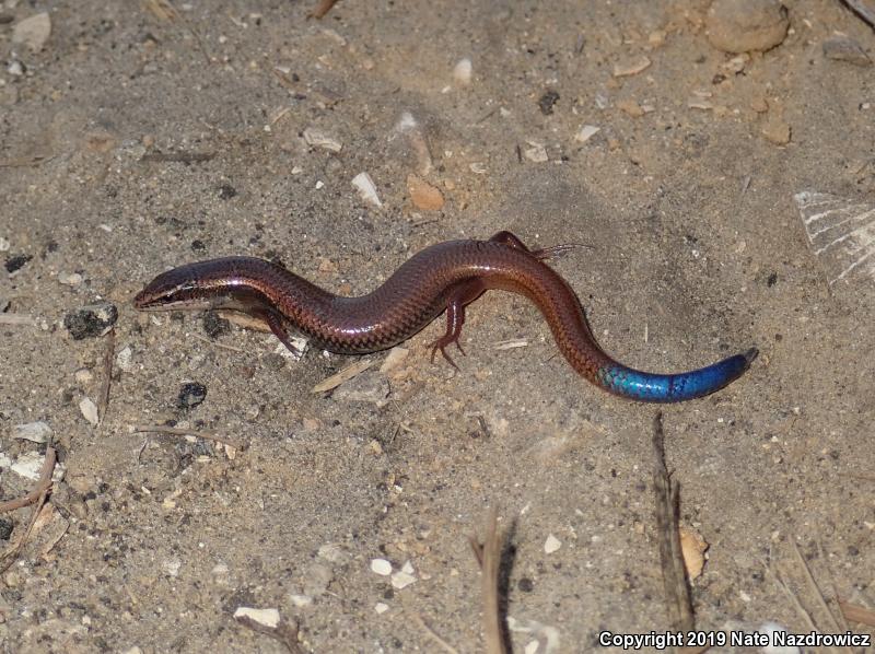 Bluetail Mole Skink (Plestiodon egregius lividus)