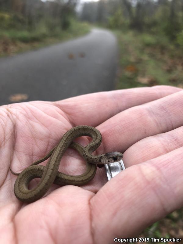 Northern Brownsnake (Storeria dekayi dekayi)