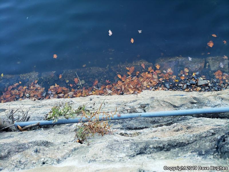 Black Ratsnake (Pantherophis obsoletus obsoletus)