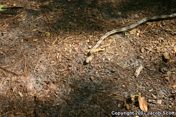 Yellow Ratsnake (Pantherophis obsoletus quadrivittatus)