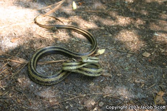 Yellow Ratsnake (Pantherophis obsoletus quadrivittatus)