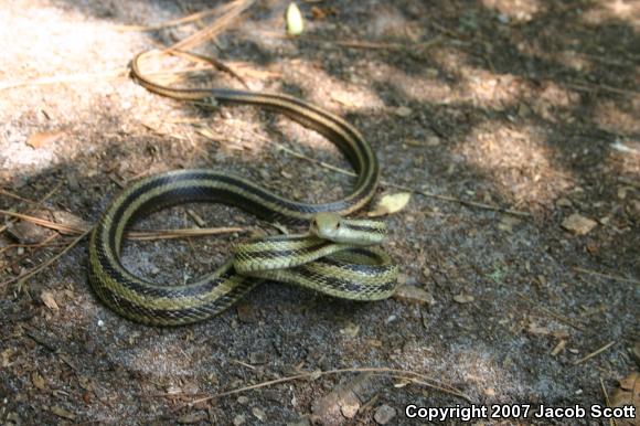 Yellow Ratsnake (Pantherophis obsoletus quadrivittatus)