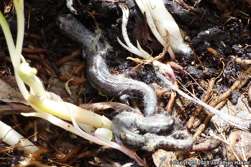 Inyo Mountains Salamander (Batrachoseps campi)