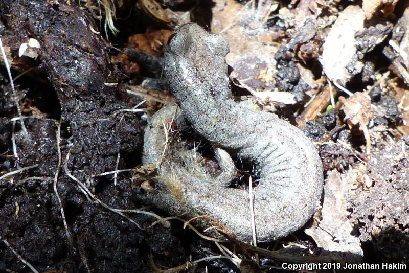 Inyo Mountains Salamander (Batrachoseps campi)