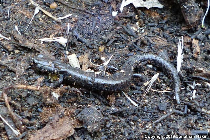 Kern Plateau Salamander (Batrachoseps robustus)