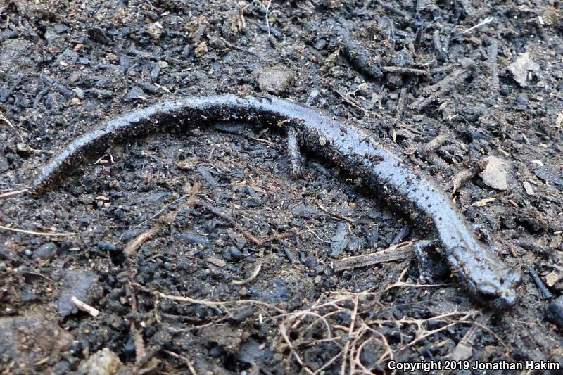 Kern Plateau Salamander (Batrachoseps robustus)