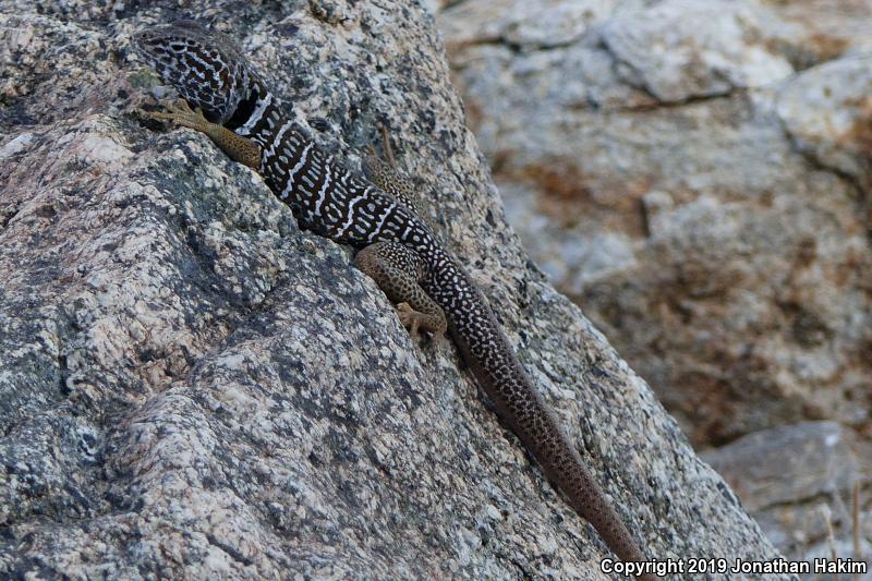 Baja California Collared Lizard (Crotaphytus vestigium)