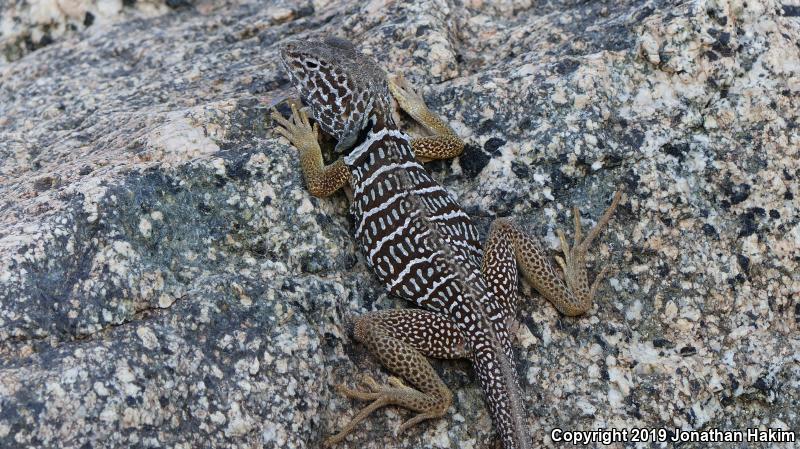 Baja California Collared Lizard (Crotaphytus vestigium)