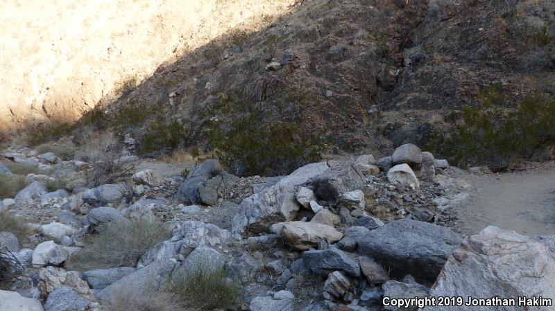 Baja California Collared Lizard (Crotaphytus vestigium)