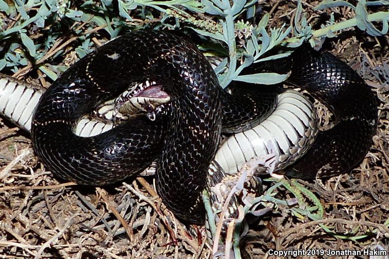 Checkered Gartersnake (Thamnophis marcianus)