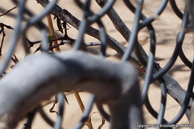 Colorado Desert Fringe-toed Lizard (Uma notata)