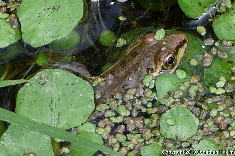 Lowland Leopard Frog (Lithobates yavapaiensis)