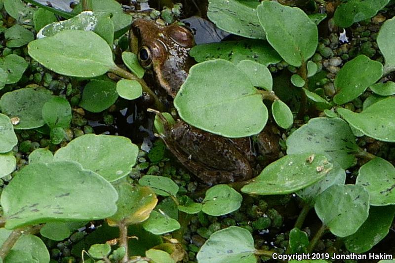 Lowland Leopard Frog (Lithobates yavapaiensis)