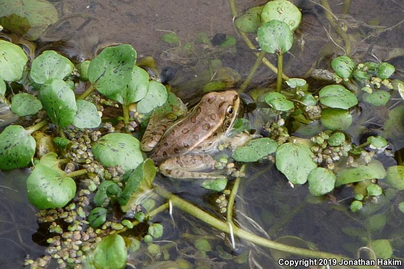 Lowland Leopard Frog (Lithobates yavapaiensis)