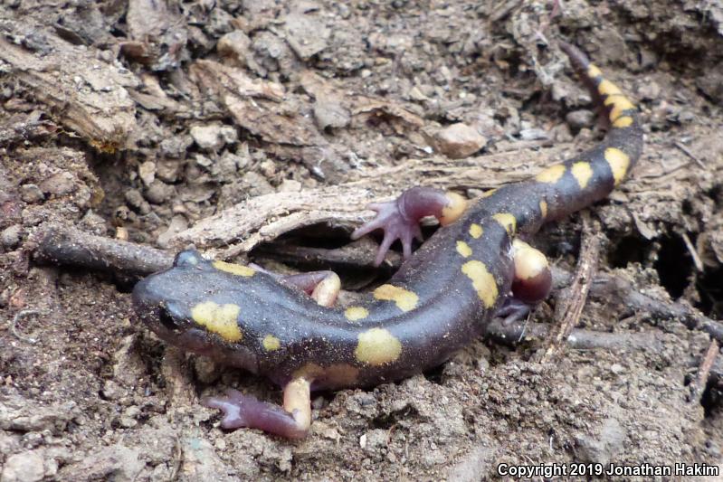 Yellow-blotched Ensatina (Ensatina eschscholtzii croceater)