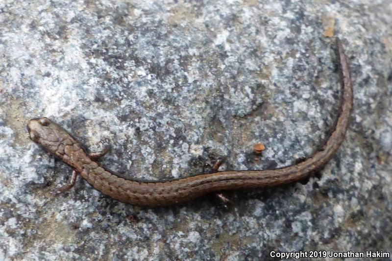 Relictual Slender Salamander (Batrachoseps relictus)