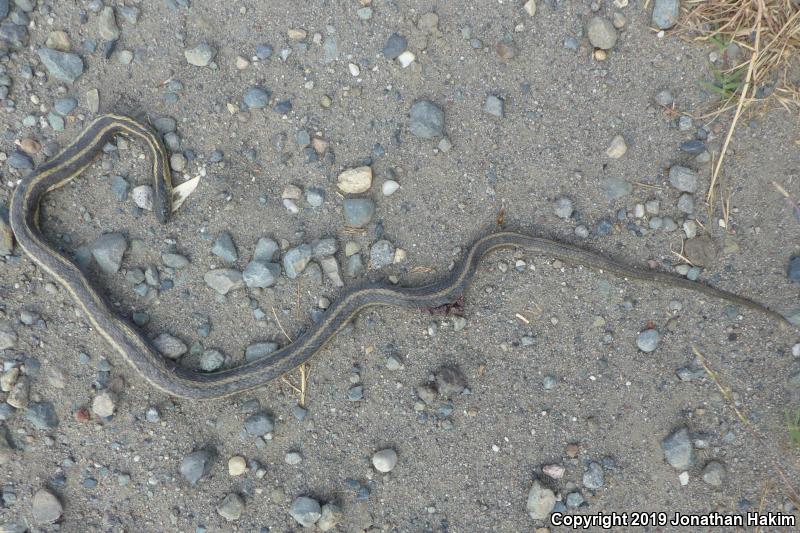 Giant Gartersnake (Thamnophis gigas)