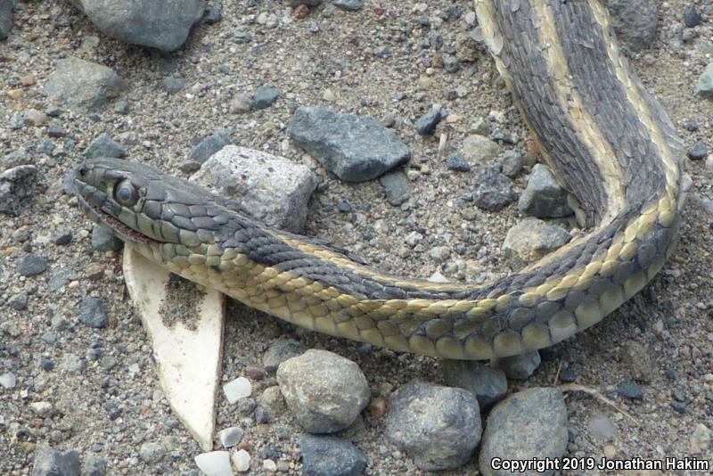 Giant Gartersnake (Thamnophis gigas)