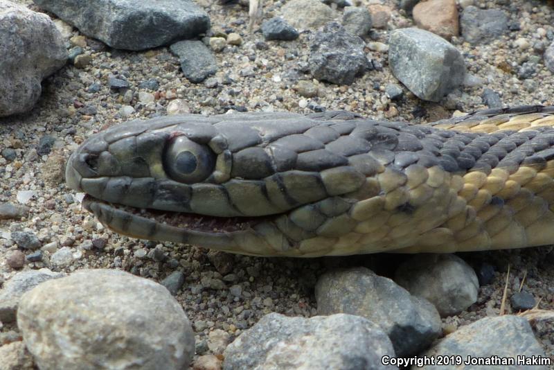 Giant Gartersnake (Thamnophis gigas)