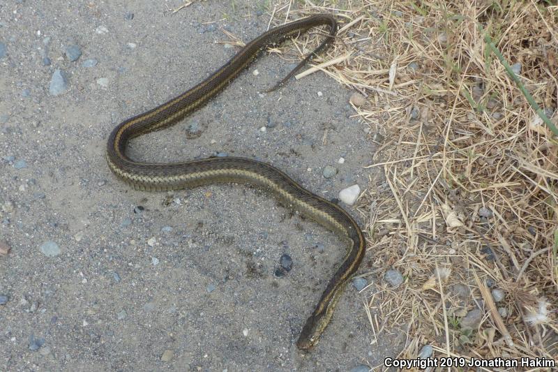 Giant Gartersnake (Thamnophis gigas)