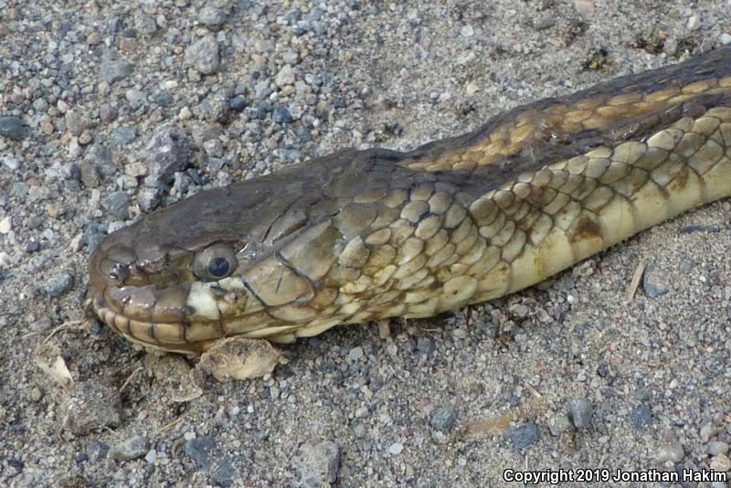 Giant Gartersnake (Thamnophis gigas)