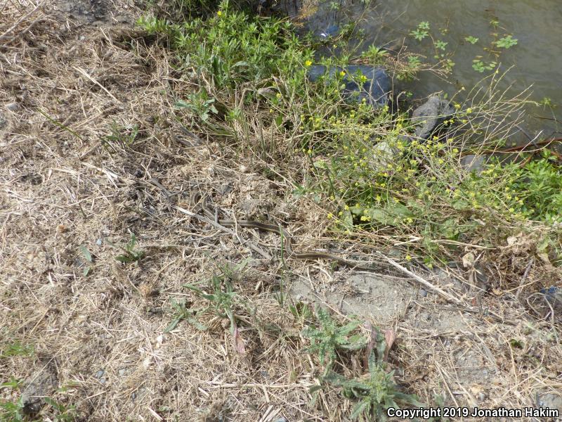 Giant Gartersnake (Thamnophis gigas)