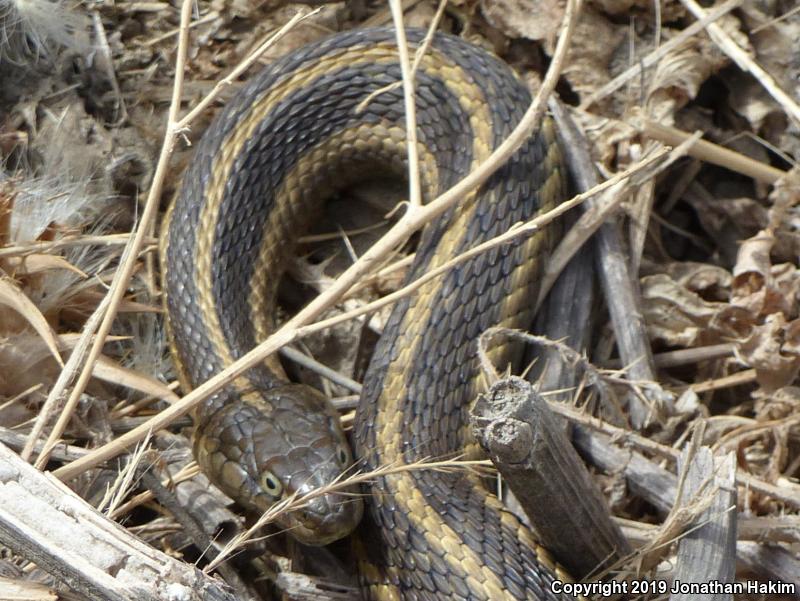 Giant Gartersnake (Thamnophis gigas)