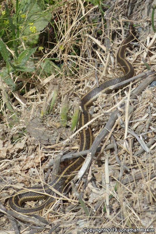 Giant Gartersnake (Thamnophis gigas)