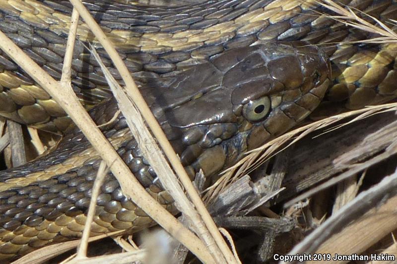 Giant Gartersnake (Thamnophis gigas)