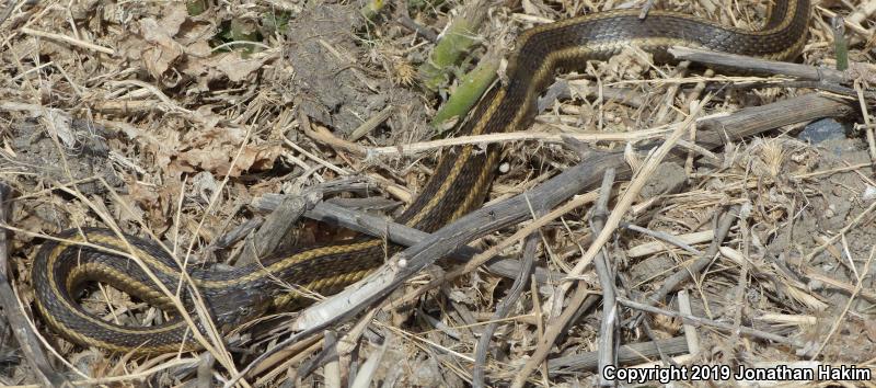 Giant Gartersnake (Thamnophis gigas)