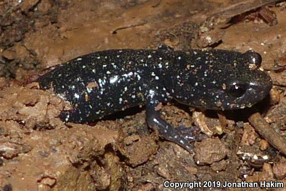 Speckled Black Salamander (Aneides flavipunctatus flavipunctatus)