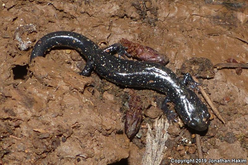 Speckled Black Salamander (Aneides flavipunctatus flavipunctatus)