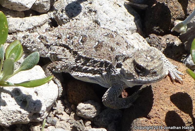 Pygmy Short-horned Lizard (Phrynosoma douglasii)