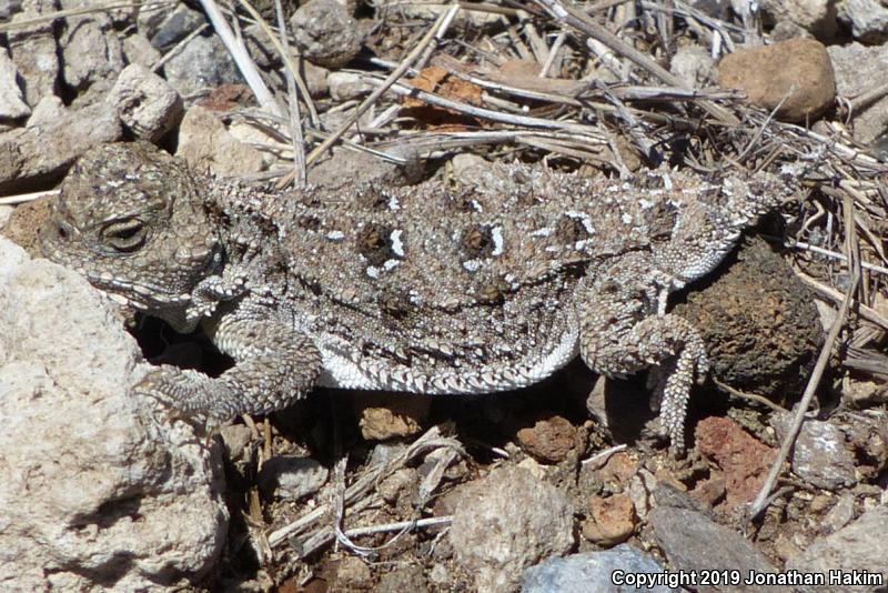 Pygmy Short-horned Lizard (Phrynosoma douglasii)