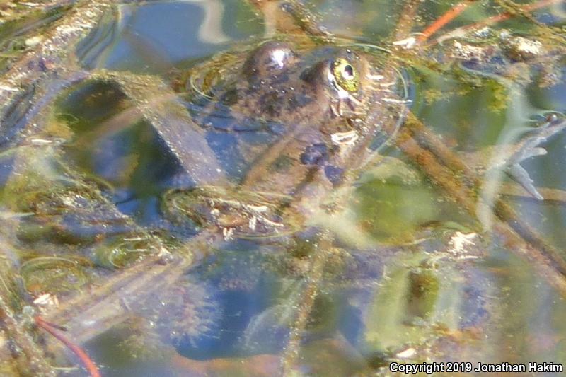 Oregon Spotted Frog (Rana pretiosa)