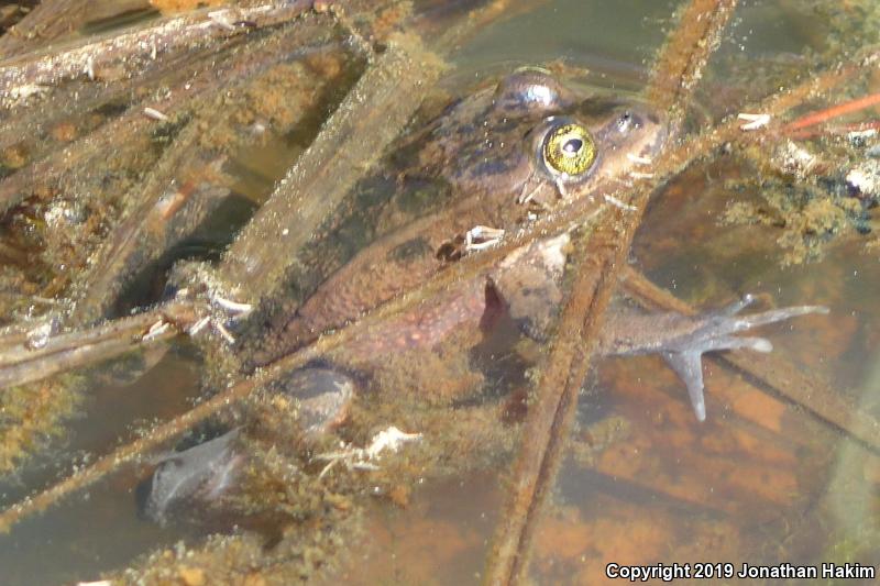 Oregon Spotted Frog (Rana pretiosa)