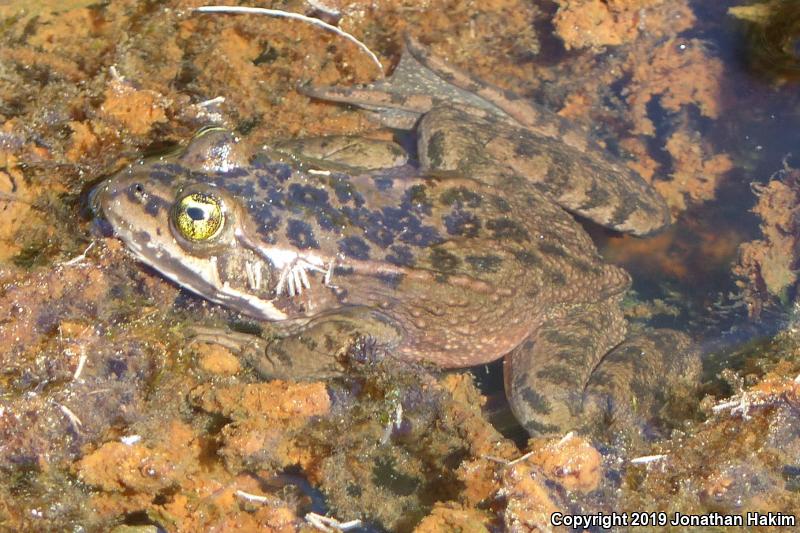 Oregon Spotted Frog (Rana pretiosa)