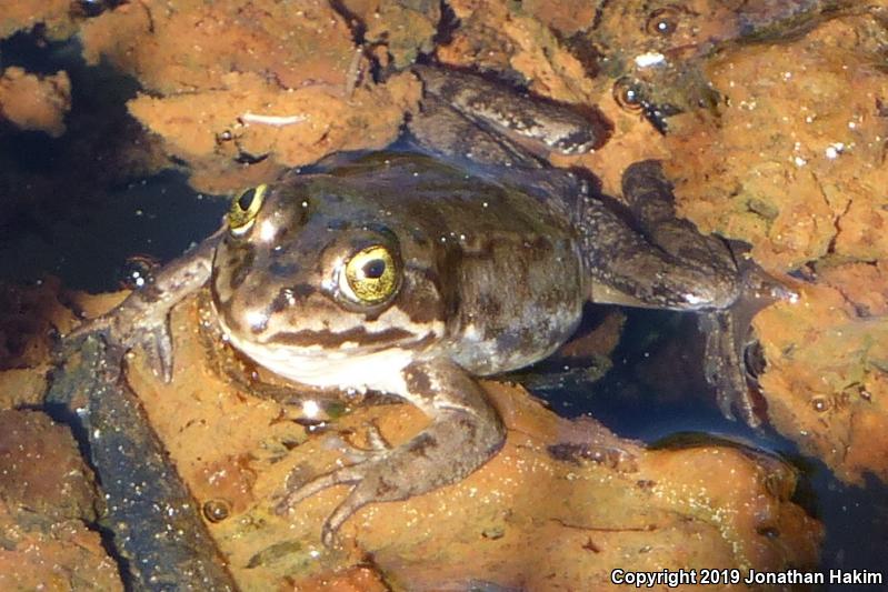 Oregon Spotted Frog (Rana pretiosa)