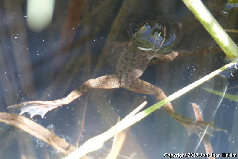 Oregon Spotted Frog (Rana pretiosa)