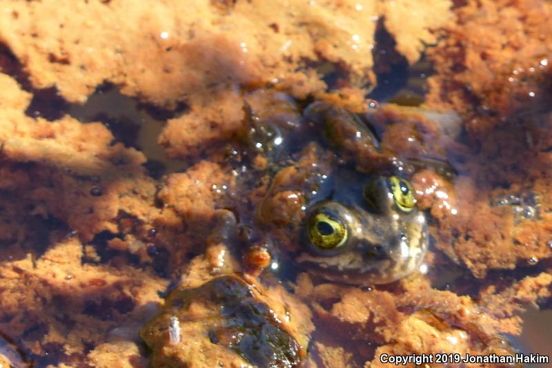 Oregon Spotted Frog (Rana pretiosa)