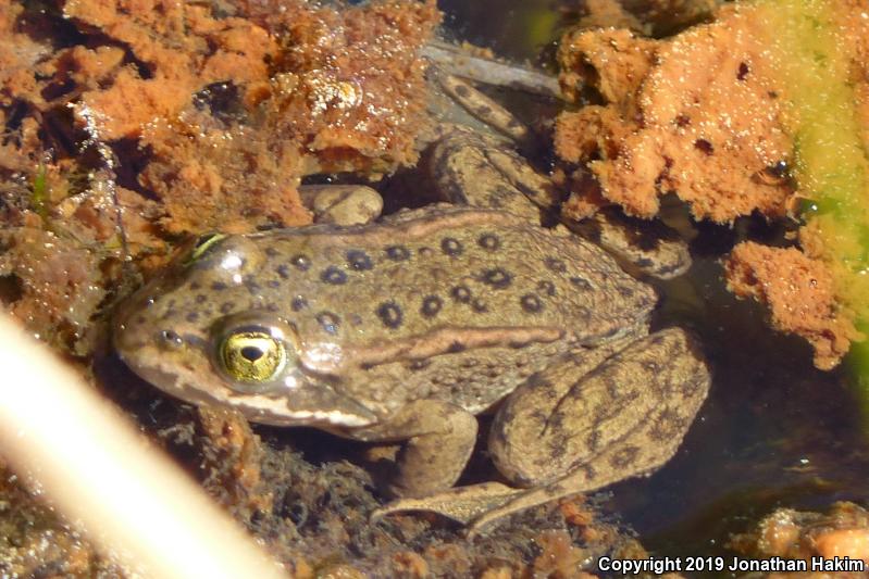 Oregon Spotted Frog (Rana pretiosa)