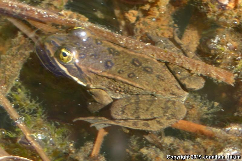 Oregon Spotted Frog (Rana pretiosa)