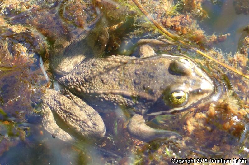 Oregon Spotted Frog (Rana pretiosa)