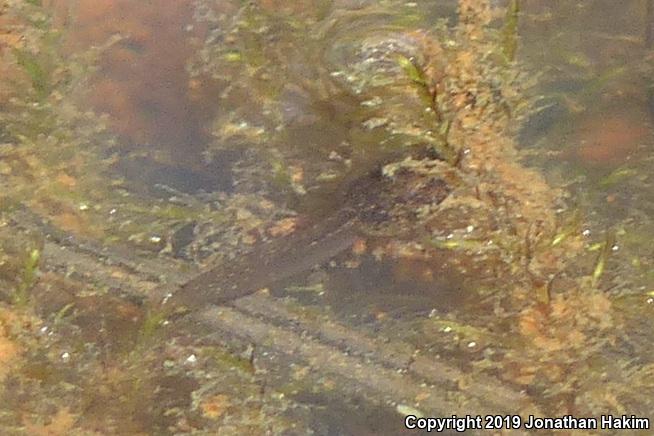 Oregon Spotted Frog (Rana pretiosa)