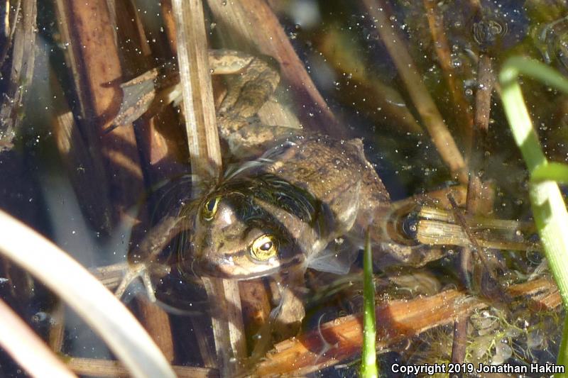 Oregon Spotted Frog (Rana pretiosa)